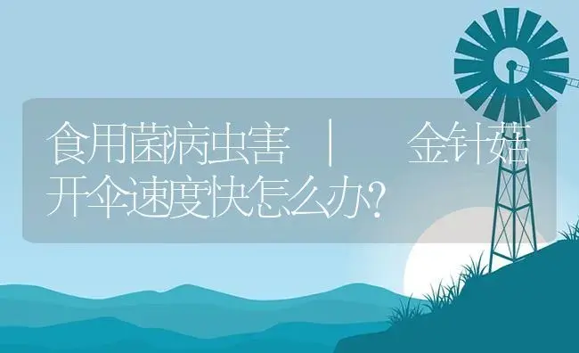 金针菇开伞速度快怎么办？ | 菌菇种植