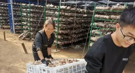 河南南阳市杨堂村香菇产业蒸蒸日上