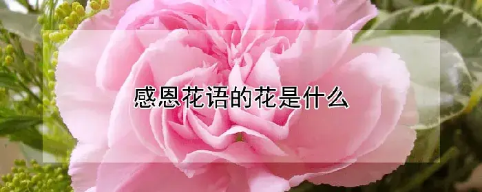 感恩花语的花是什么