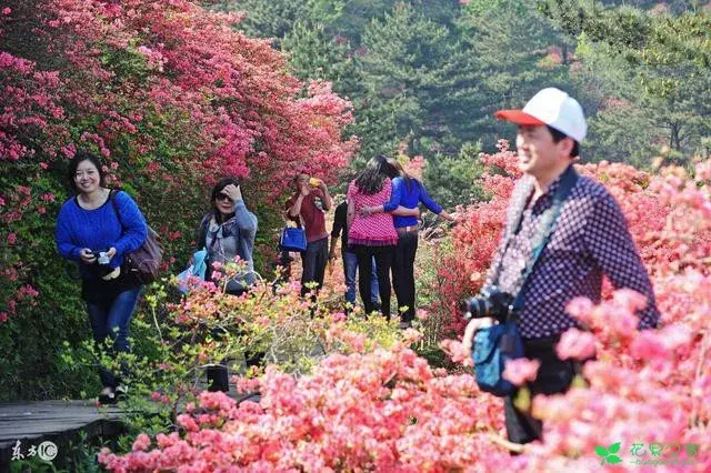 映山红花语箴言：爱的喜悦，永远属于你