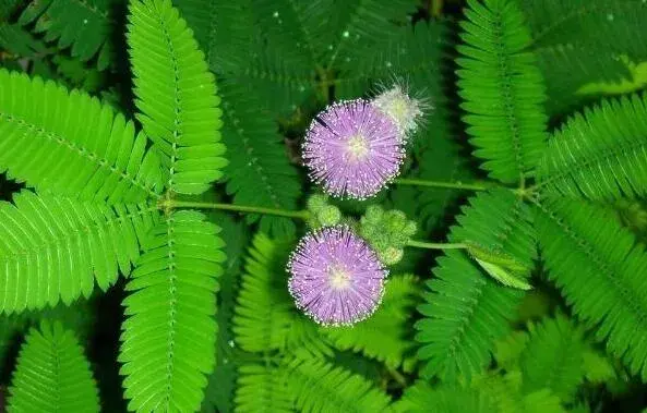 害羞草的花语，害羞草的花期