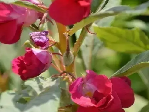 花卉果蔬盆景 | 凤仙花的种植方法