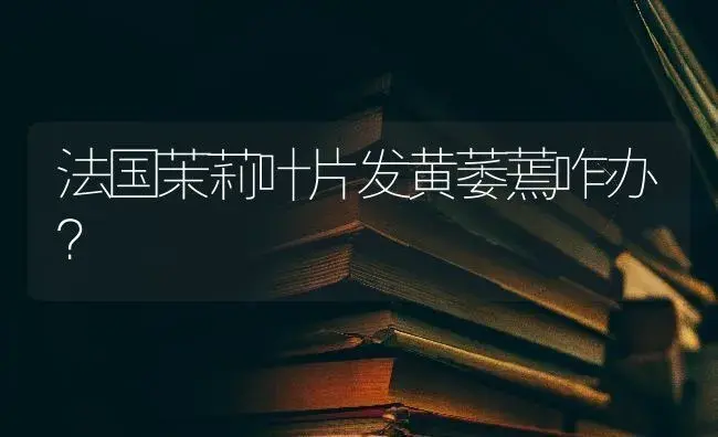 法国茉莉叶片发黄萎蔫咋办？ | 绿植常识