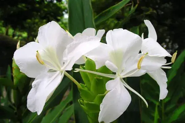 姜花有毒吗？姜花的花语是什么呢