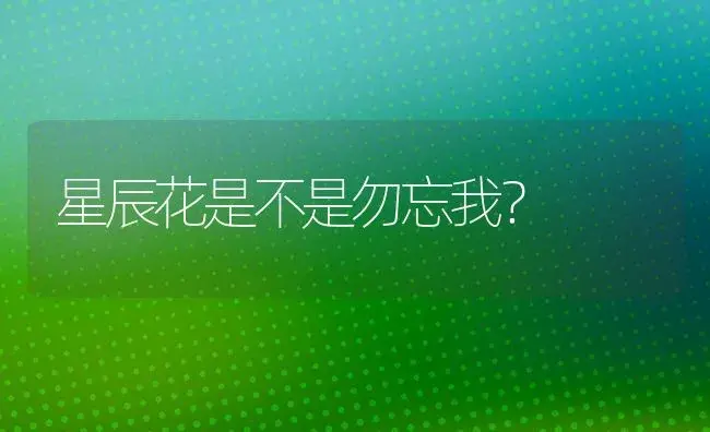 星辰花是不是勿忘我？ | 绿植常识