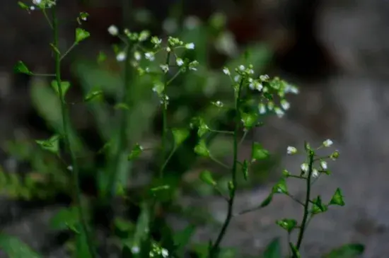 荠菜花花语