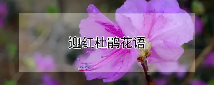 迎红杜鹃花语