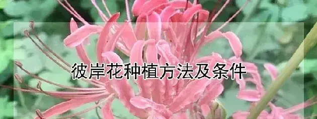 彼岸花种植方法及条件