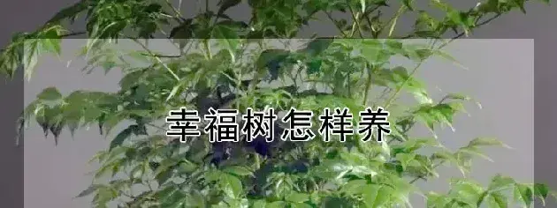 幸福树怎样养