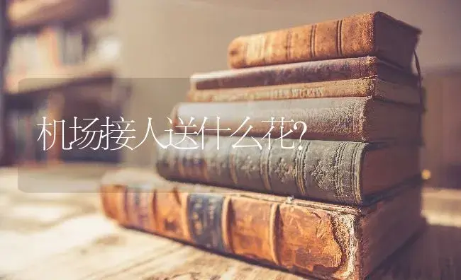 机场接人送什么花？ | 绿植常识