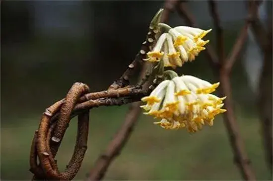 结香的花语和传说