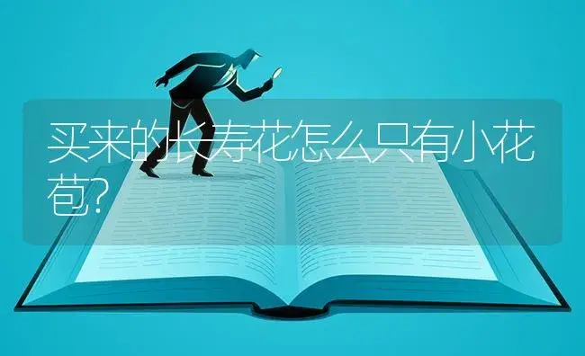 买来的长寿花怎么只有小花苞？ | 多肉养殖