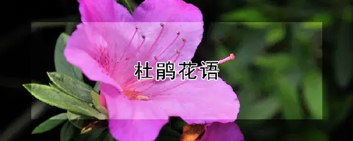 杜鹃花语