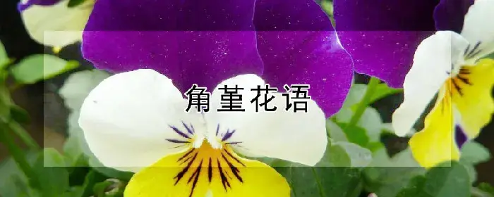 角堇花语