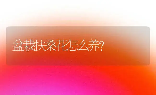 盆栽扶桑花怎么养？ | 家庭养花