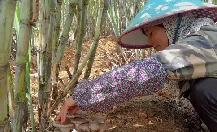 广西：扶绥县甘蔗地套种猪肚菇 经济效益高