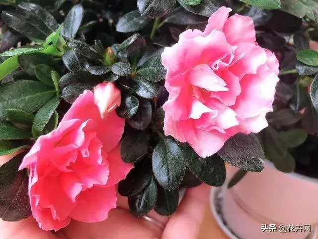 杜鹃花有毒吗？适不适合作为家居植物来养呢？