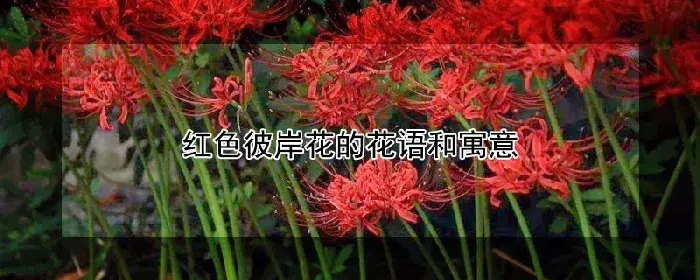 红色彼岸花的花语和寓意