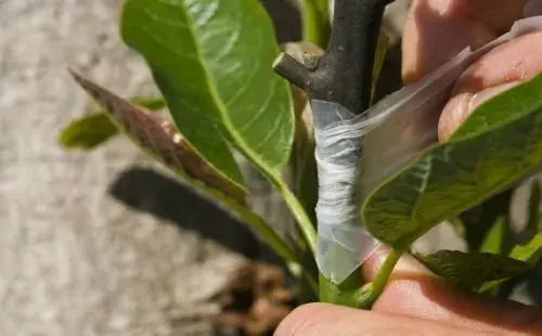 盆栽育苗 | 牛油果的嫁接方法