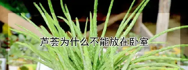 芦荟为什么不能放在卧室