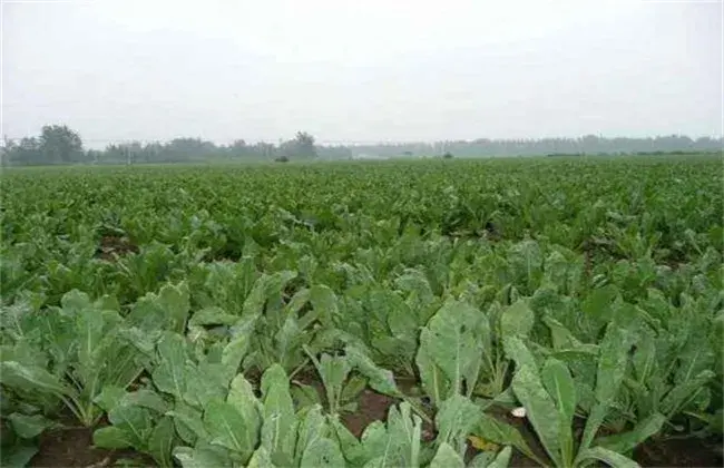 板蓝根种植技术要点