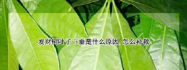 发财树叶子下垂是什么原因,怎么补救