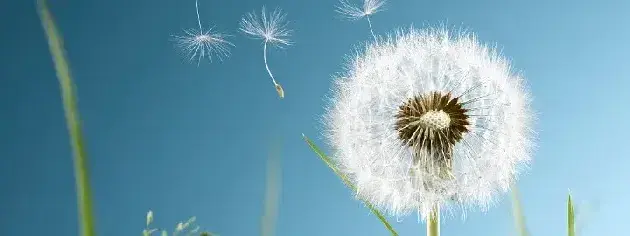 蒲公英花是什么颜色