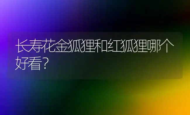 长寿花金狐狸和红狐狸哪个好看？ | 多肉养殖