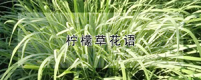 柠檬草花语