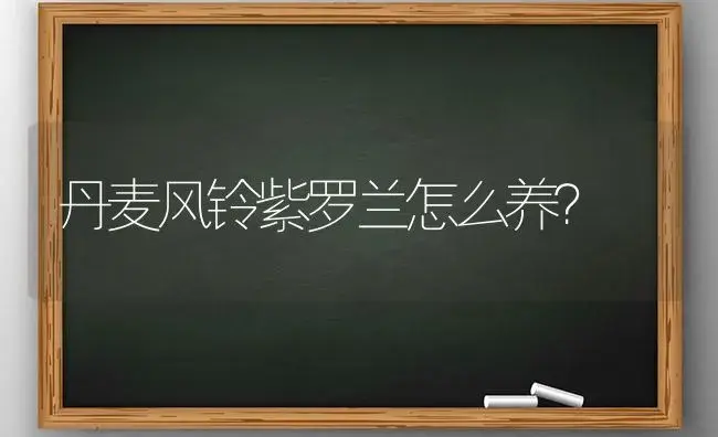 丹麦风铃紫罗兰怎么养？ | 绿植常识