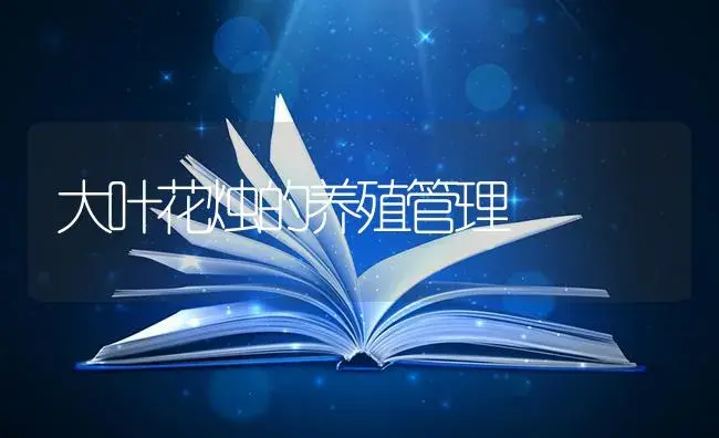 大叶花烛的养殖管理 | 特种种植