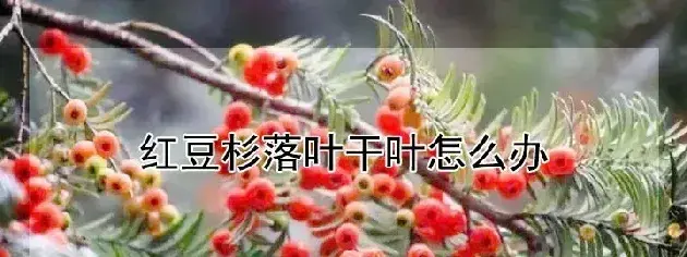 红豆杉落叶干叶怎么办