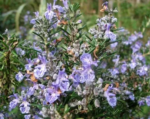 迷迭香什么时候开花，迷迭香花语有哪些？