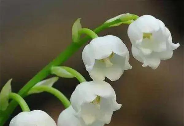 铃兰开花时间和图片 铃兰的花语和寓意象征