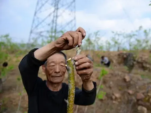 盆栽育苗 | 山楂繁殖苗木嫁接方法