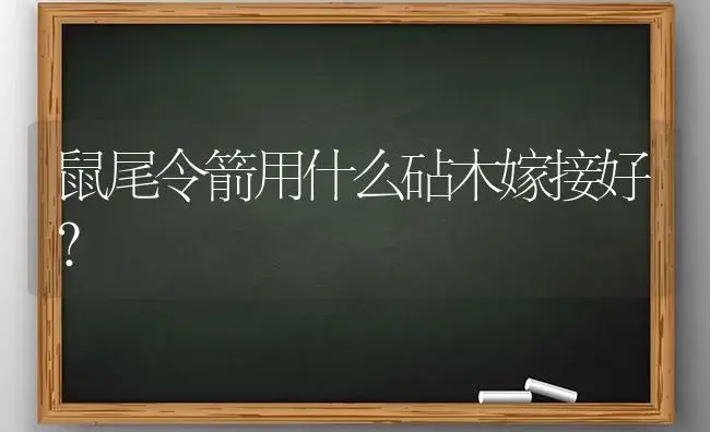 鼠尾令箭用什么砧木嫁接好？ | 多肉养殖