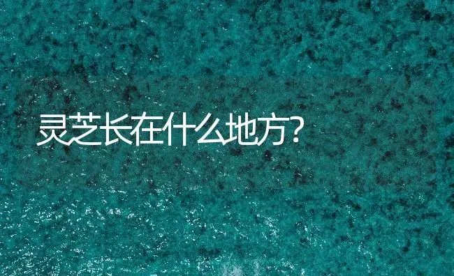 灵芝长在什么地方？ | 药材种植