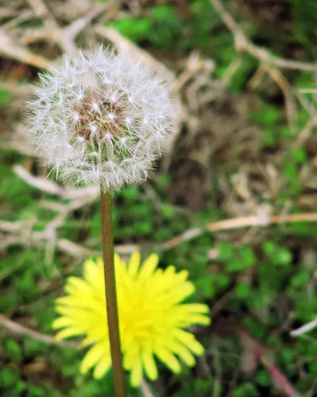 那些花的花语，你真的都知道吗？快来收藏吧