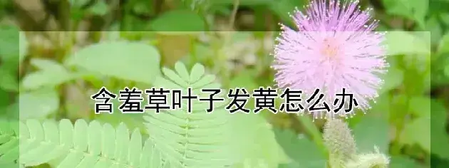 含羞草叶子发黄怎么办