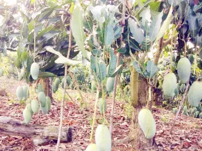 芒果（马蒙）高产栽培五大要点介绍。