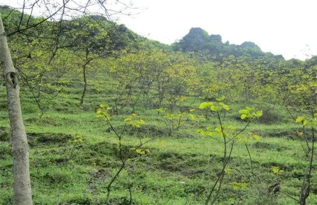 油桐的种植技术