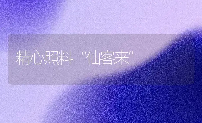 精心照料“仙客来” | 家庭养花