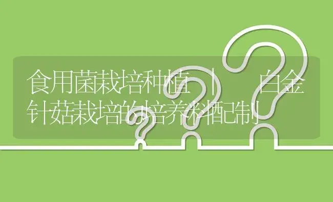 白金针菇栽培的培养料配制 | 菌菇种植