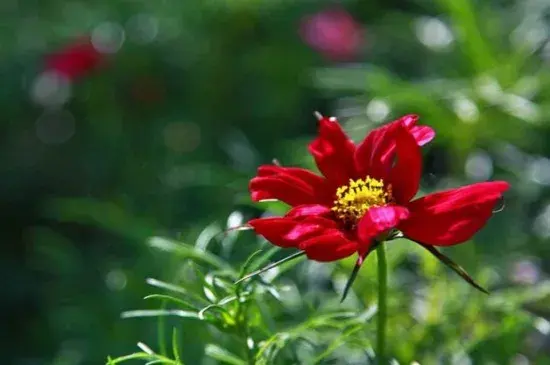 波斯菊的花语，波斯菊怎么种植