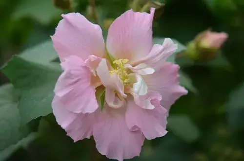 芙蓉代表什么意思 花语是什么