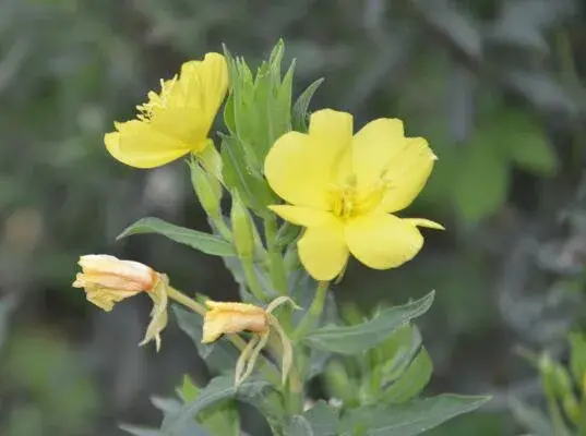 月见草的花语有哪些？