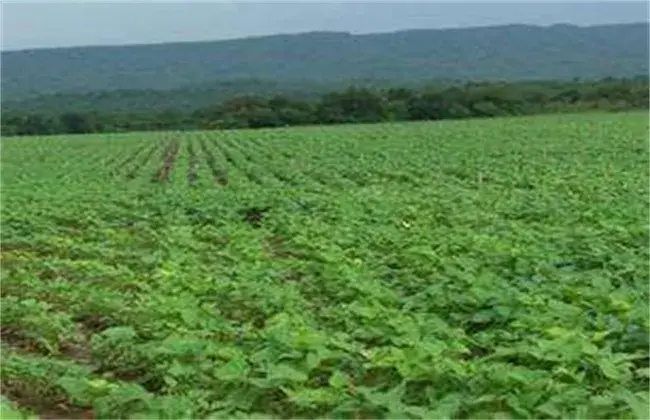 大豆倒伏 因素及避免对策