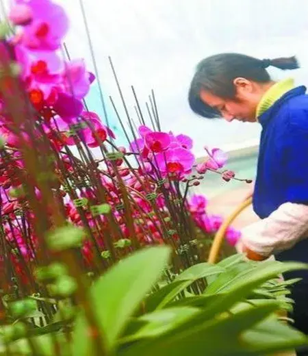 盆景养护管理 | 家庭盆栽蝴蝶兰花期养护技巧