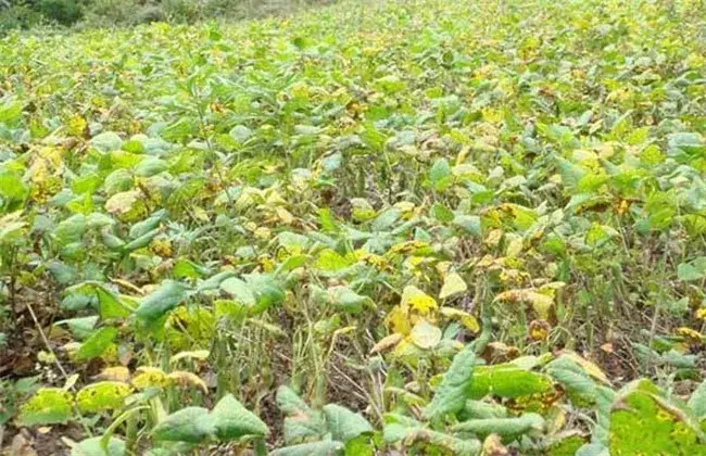 红小豆花荚脱落防治和治疗办法