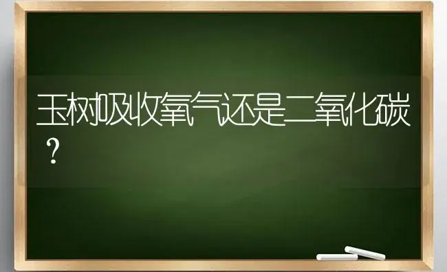 玉树吸收氧气还是二氧化碳？ | 多肉养殖